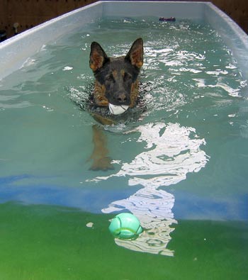 Swimming is great exercise for young and old dogs