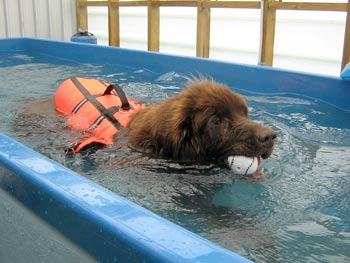 Swimming helps reduce impact on older dogs joints