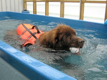 Can You Lift A Newfoundland Dog To The Vet Can You Lift A Newfoundland Dog To The Vet