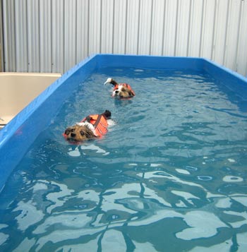 Dogs that live together can swim together