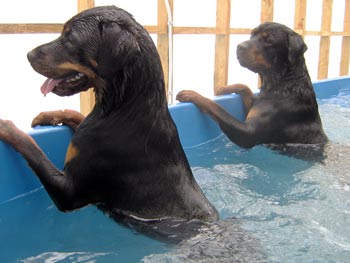 Two rotweillers swimming at Dog Swim Spa