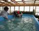 Missy the Bull mastiff loses weight at Dog Swim Spa