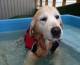 Sterling Labrador retriever first time swim