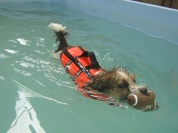 Scoobie the Jack Russell swimming at dog swim spa
