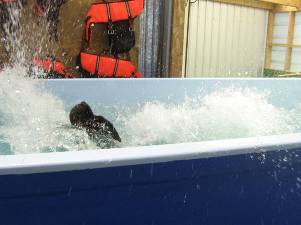 Casey the Rottweiler swimming at Dog Swim Spa
