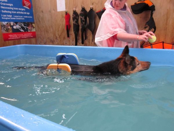 Hunter swimming after surgery with her new buoyancy aids at dog swim spa
©June Blackwood