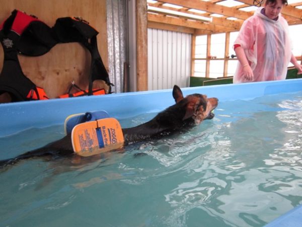 Hunter swimming after surgery with her new buoyancy aids at dog swim spa
©June Blackwood