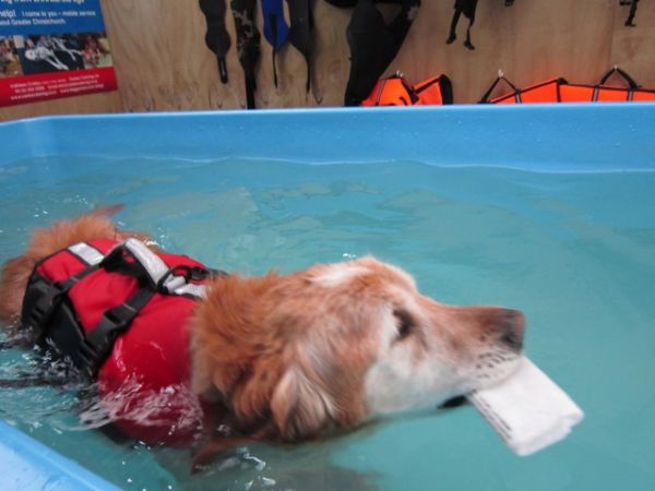 Toby, an elderly labrador retriever swims for his arthritis
©June Blackwood